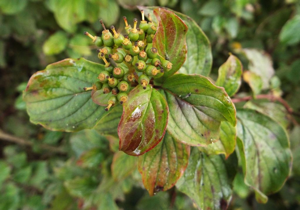 Cornus sanguinea